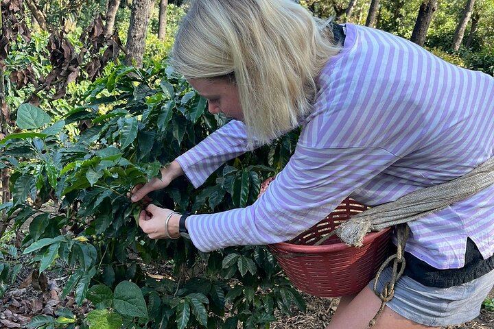 coffee cutting