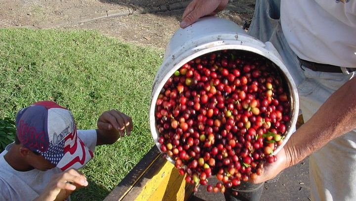 Coffee Plantation