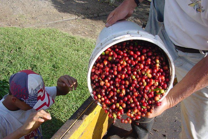 Coffee Plantation
