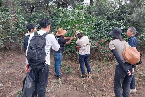 Coffee with the Grower Below the Agua Volcano, in an Open Car