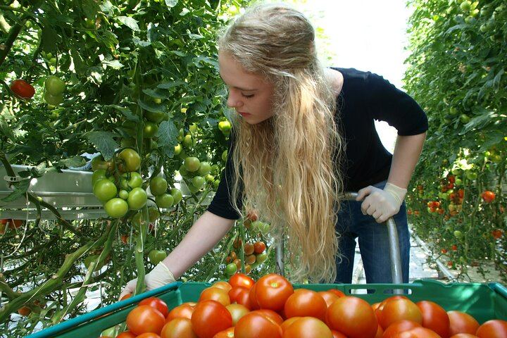 Collecting the tomatos