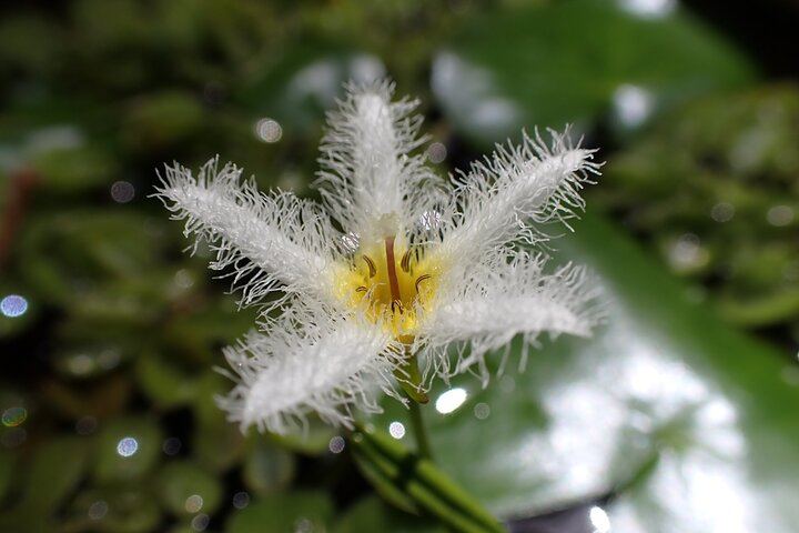 Common aquatic plant in ANURA, flower detail