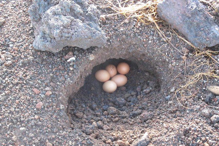 Cooked Egg in the ground by volcanic steam