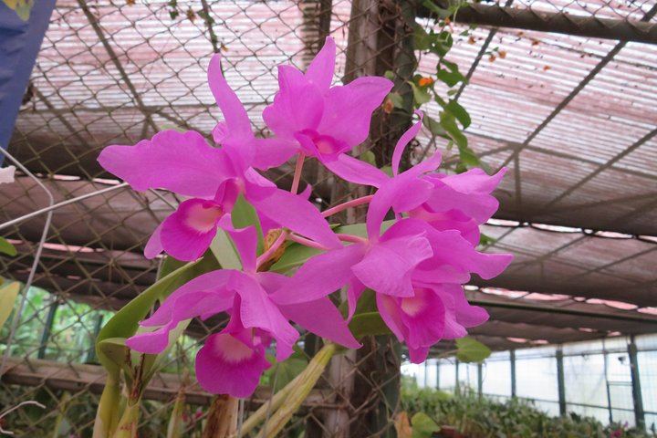 Costa Rica National flower: The purple orchid