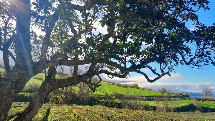 Cruise Travellers : Blue & Green Lake and Furnas Volcano wonders