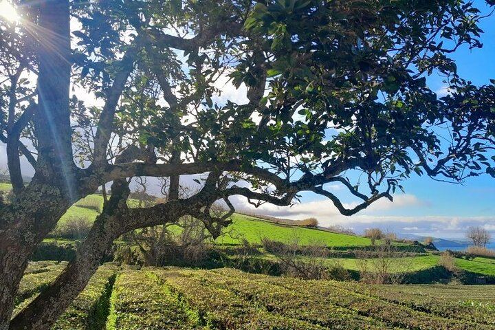 Cruise Travellers : Blue & Green Lake and Furnas Volcano wonders