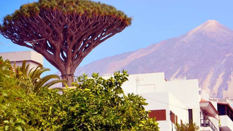 Day Trip to Teide, Icod, Masca & Garachico