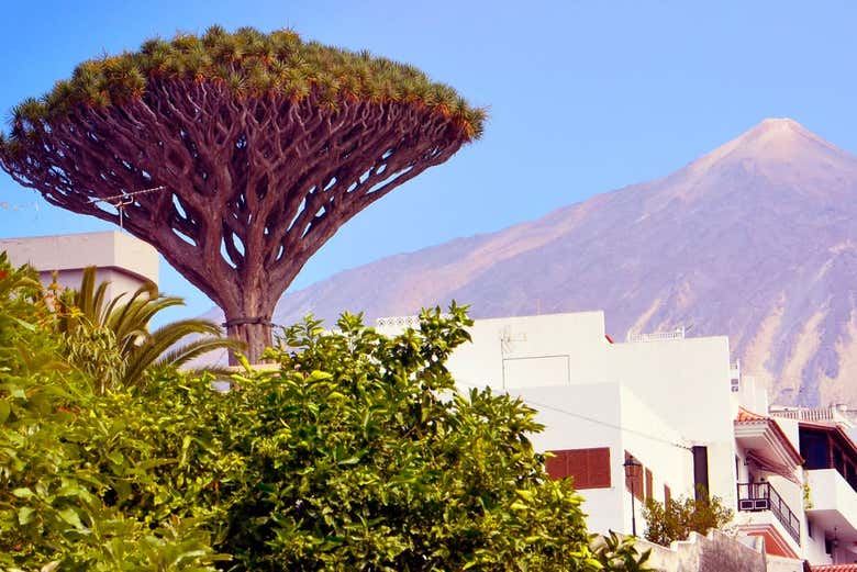 Day Trip to Teide, Icod, Masca & Garachico