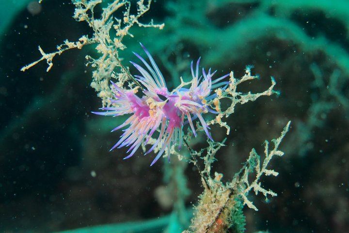 Discover Scuba Diving in the Caldera of the Volcano in Santorini