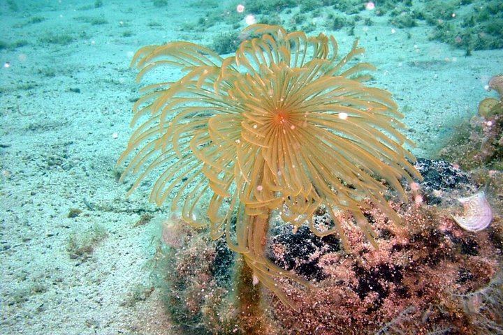 Discover Scuba Diving in the Caldera of the Volcano in Santorini