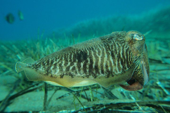 Discover Scuba Diving in the Caldera of the Volcano in Santorini