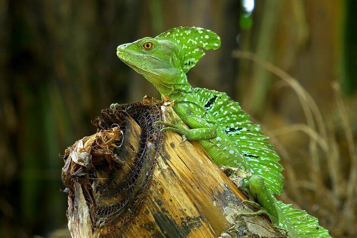 Discover the behavior of the Basilisk: a reptile that walks on water