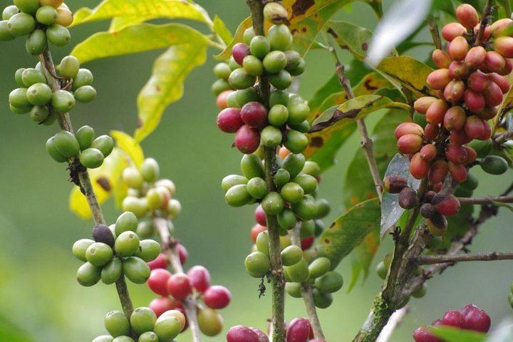 Doka Coffee Tour