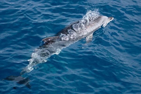 La Palma's Northwest Coast by Boat, Past Tijarafe and Puntagorda