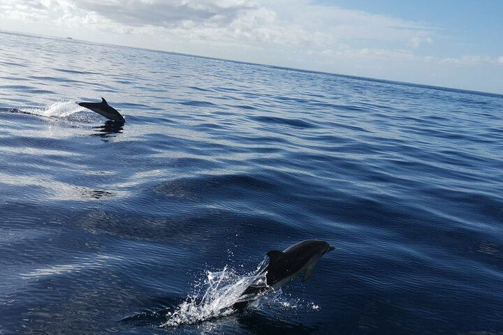 dolphins playing