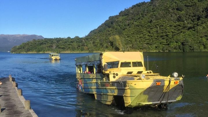 Duck exiting Lake Tarawera