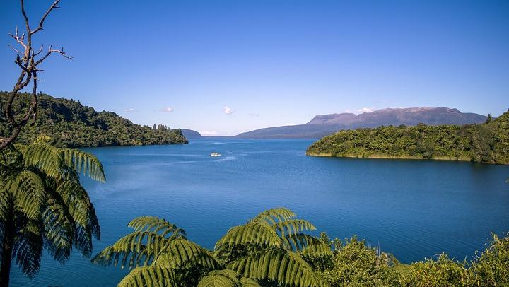 Duck on Tarawera