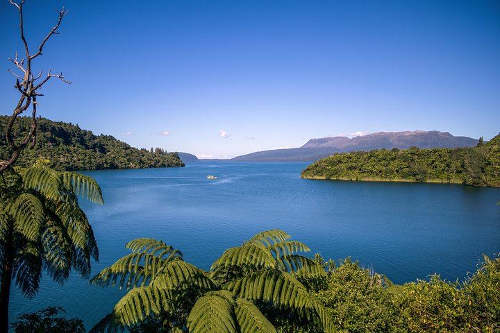 Duck on Tarawera