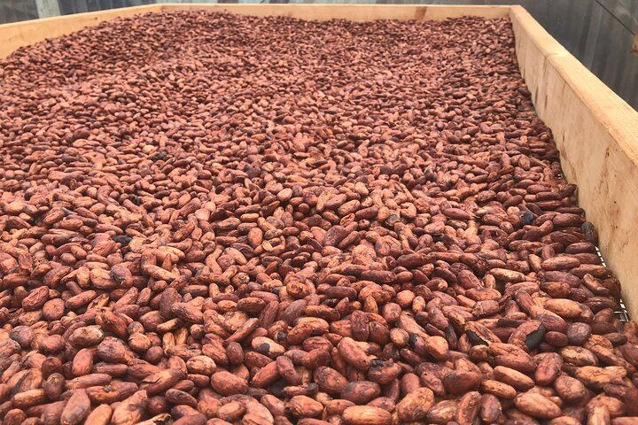 Embark on a cacao "tree to bar" experience at the farm