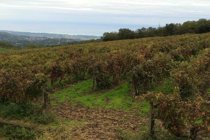 Etna Tour and Lunch in a Winery with Wine Tasting