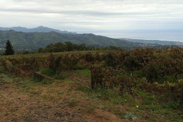 Etna Tour and Lunch in a Winery with Wine Tasting