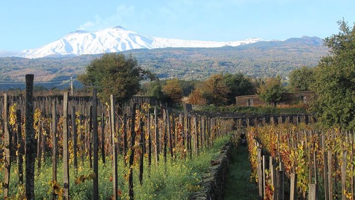 Etna Wine Tasting & Sicilian Lunch –Small Group Tour from Catania