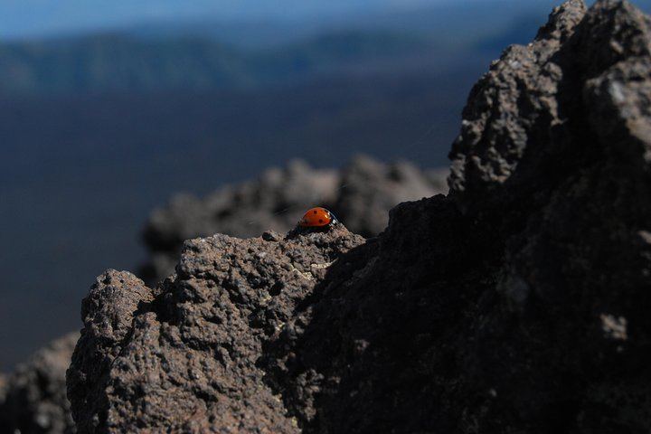 Etna's Hidden Gems - Trek Valle Bove & Lava Tunnel with Gear