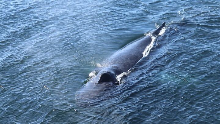 Experience Iceland’s wild contrasts! Watch real lava flow, sail with whales, and witness nature’s raw energy up close.