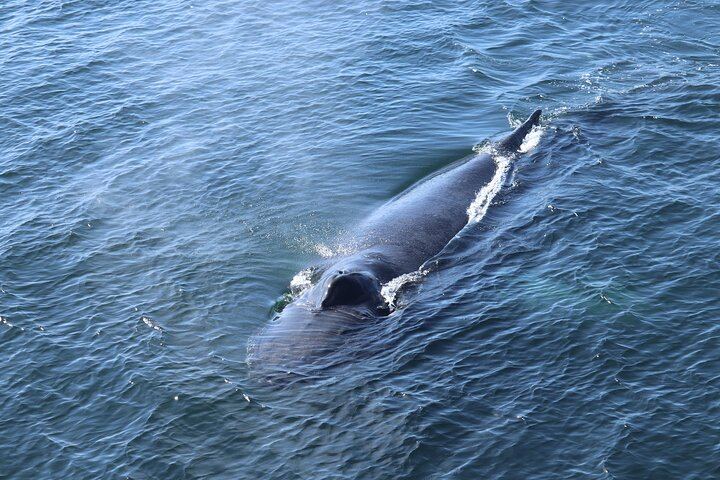Experience Iceland’s wild contrasts! Watch real lava flow, sail with whales, and witness nature’s raw energy up close.