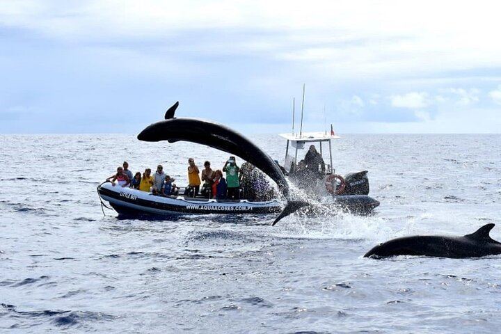 False Killer Whale Jumping and one of our boats