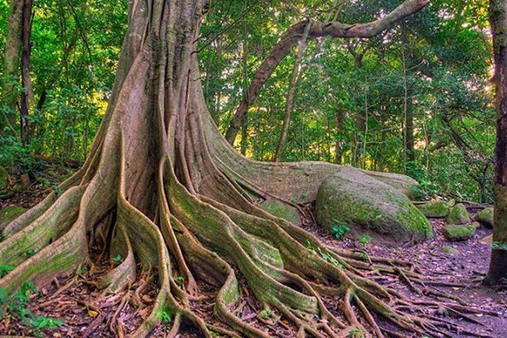 Ficus Trees - Rincon de la Vieja National Park - Native's Way Costa Rica Tours & Packages