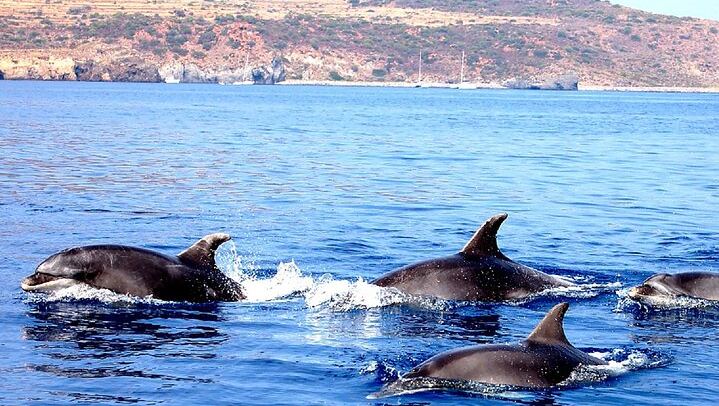 Filicudi - Dolphins