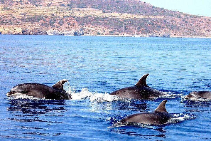 Filicudi - Dolphins