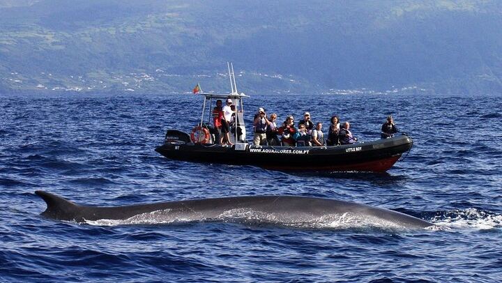 Fin Whale and one of our boats