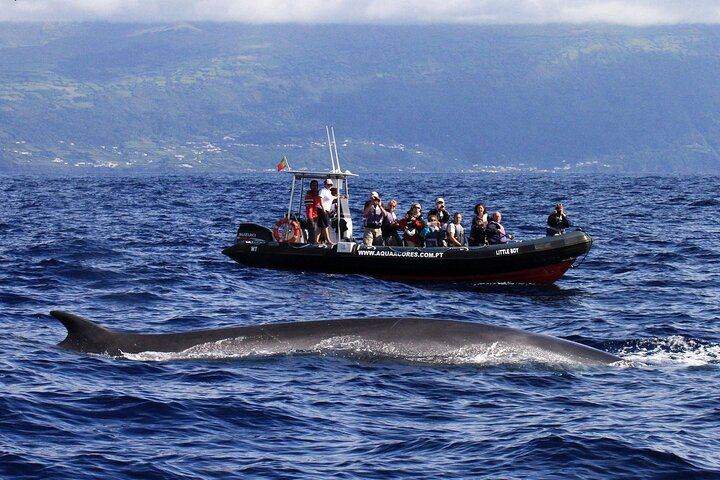 Fin Whale and one of our boats