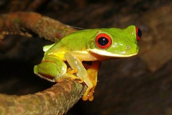 Arenal Oasis Night Walk: 28 Frog Species in a Family-Run Sanctuary