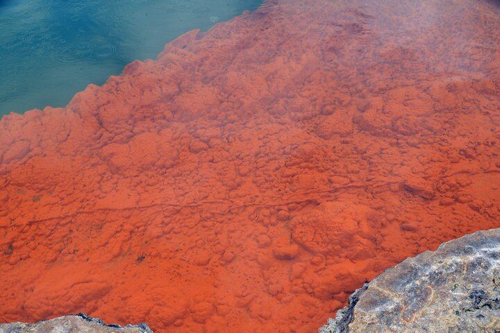 From Auckand: Waiotapu and Polynesian Spa Rotorua Day Tour