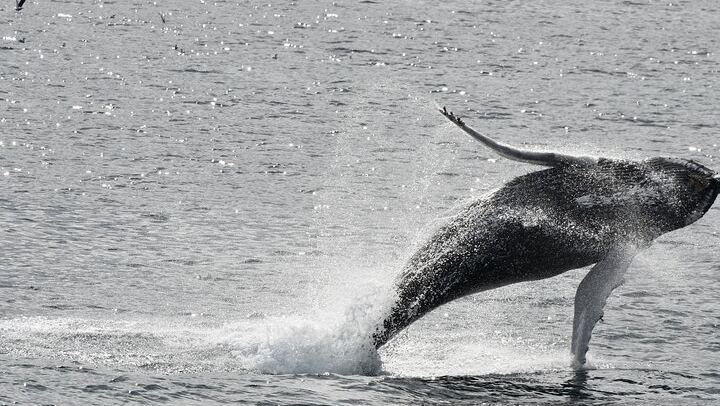 From molten lava to mighty whales — Iceland is pure power and beauty! Explore nature’s extremes and feel the island’s heartbeat.