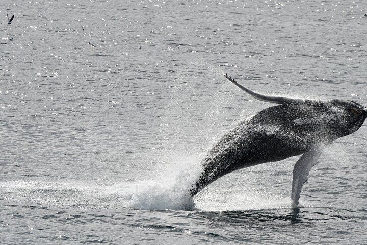 From molten lava to mighty whales — Iceland is pure power and beauty! Explore nature’s extremes and feel the island’s heartbeat.
