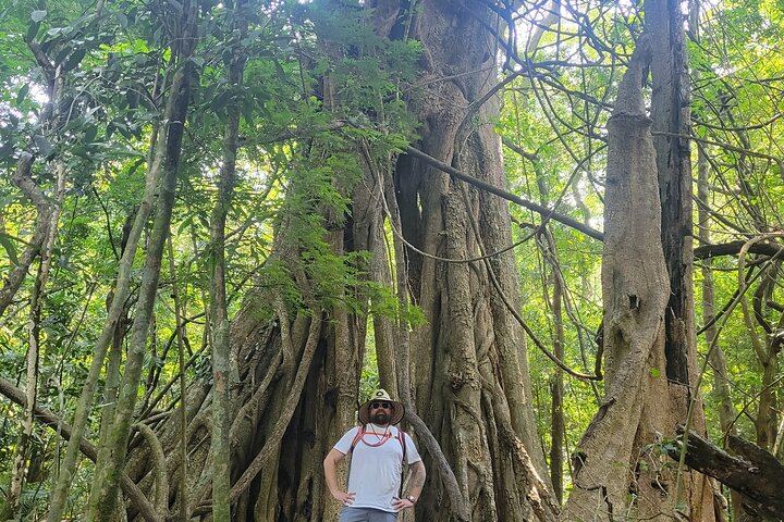 Giant Tropical Costarrican trees