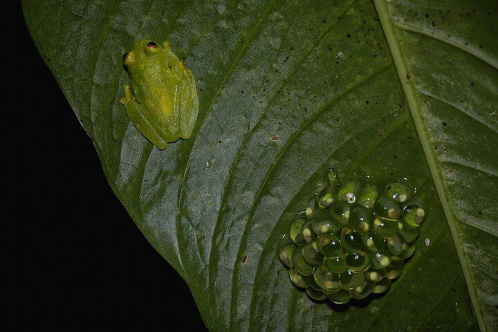 Glass frog male watching over egg clutch