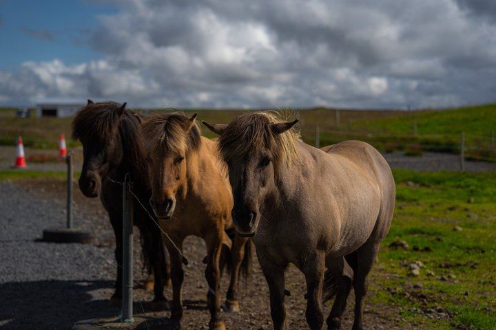 Golden Circle Small-Group Afternoon Tour from Reykjavik