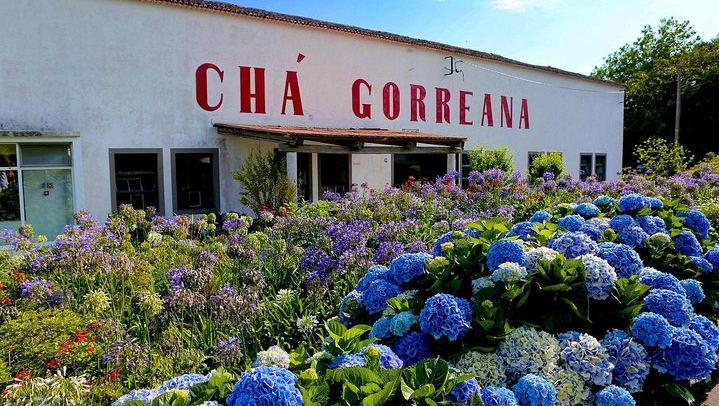 Gorreana Tea Factory