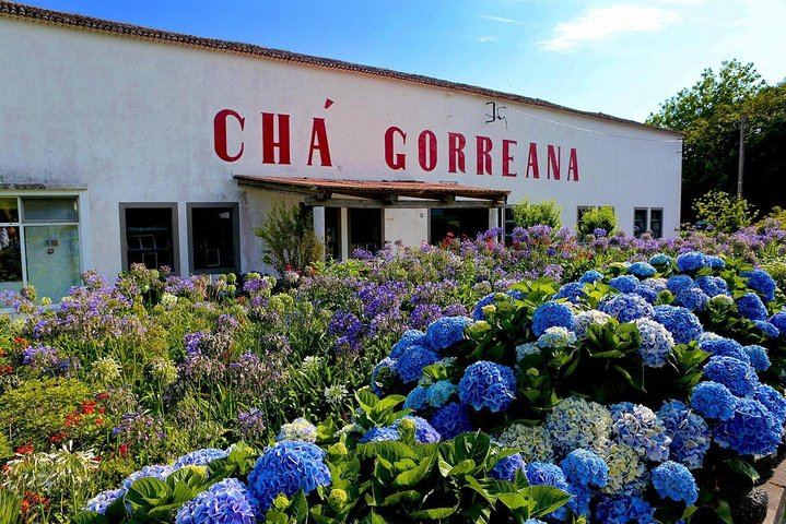 Gorreana Tea Factory