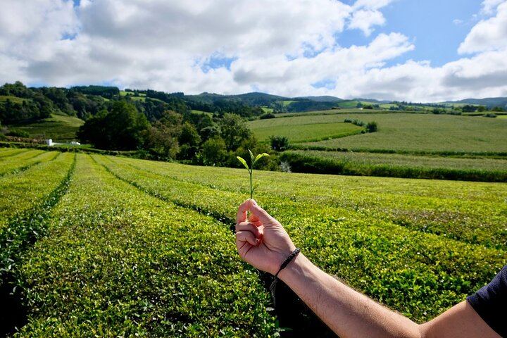 Gorreana Tea Plantation