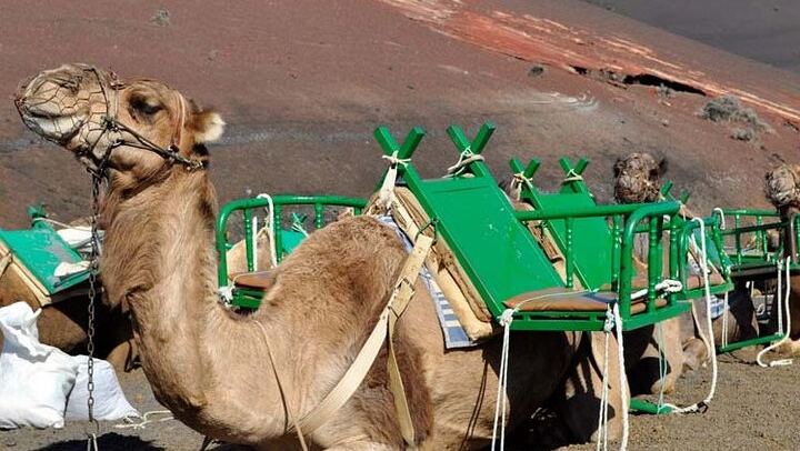 Grand Tour to Timanfaya and Jameos del Agua for cruise passengers