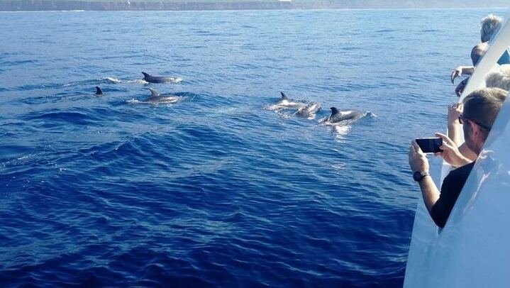 Group of dolphins from the Fantast