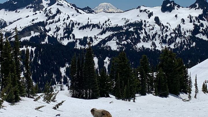 Guided hike on Mt. Rainier - old forest, falls and glacier views
