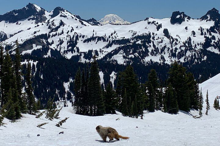Guided hike on Mt. Rainier - old forest, falls and glacier views