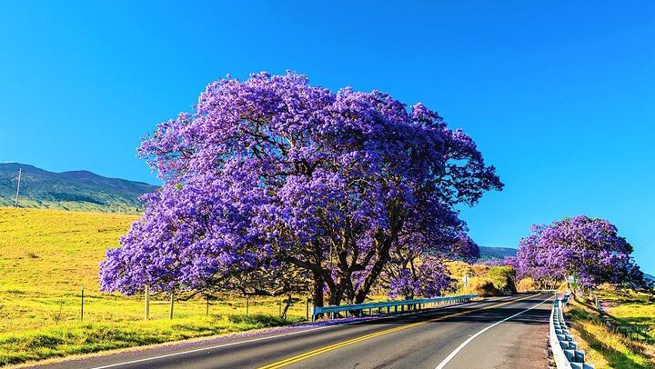 Haleakala Express Self-Guided Bike Tour with Bike Maui